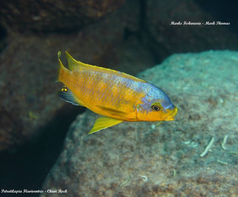 Petrotilapia flaviventris 'Chiwi Rocks'